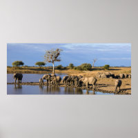 Herd do Elefante Bush Africano (Loxodonta Africana