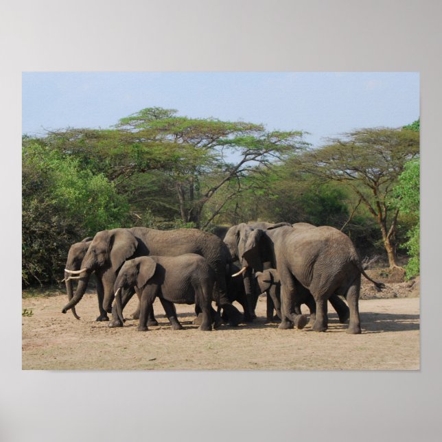 Poster Herd of Elephants (Frente)