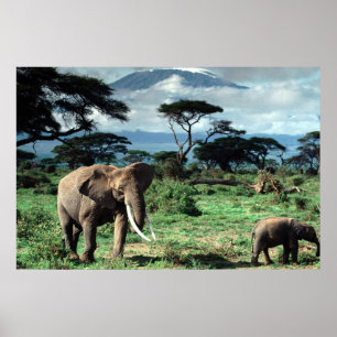 poster Herd of Elephants