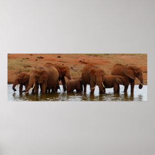 Poster Herdeiro de elefantes em um buraco d'água
