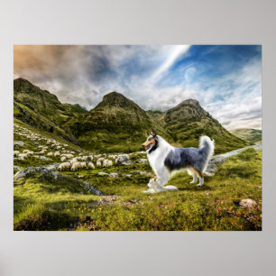 Poster Herdeiro de Melo Azul Collie em Highlands -