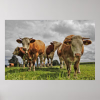 Herdeiro Engraçado das Vacas na Pastura