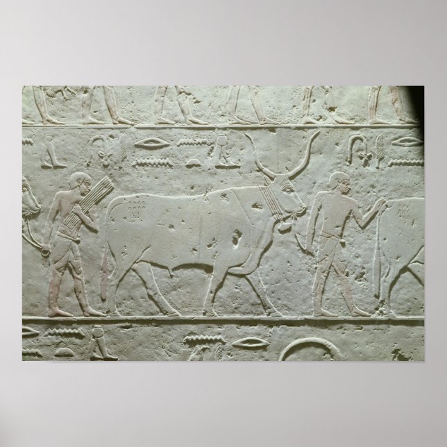 Poster Herdsman dirigindo um touro (Frente)