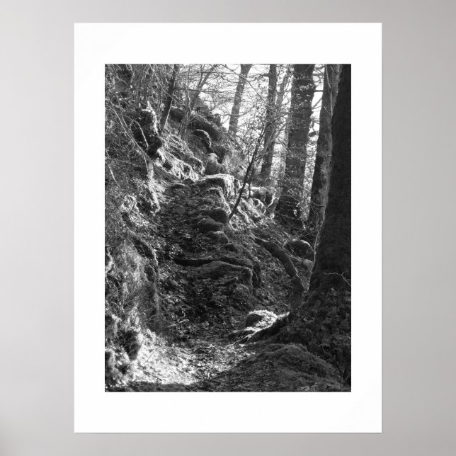 Poster Herdwick Sheep, Cumbria (Frente)