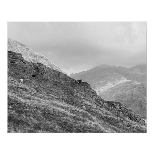 Póster Herdwick Sheep em Lakeland Fells Poster (Frente)