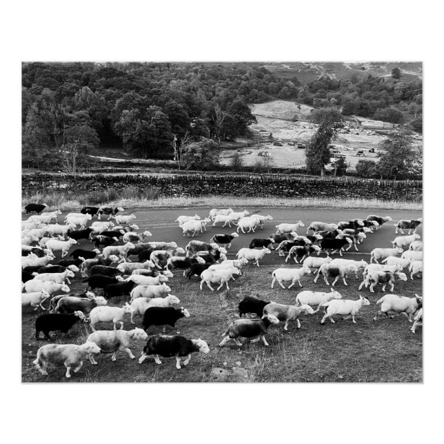 Póster Herdwick Sheep Poster (Frente)