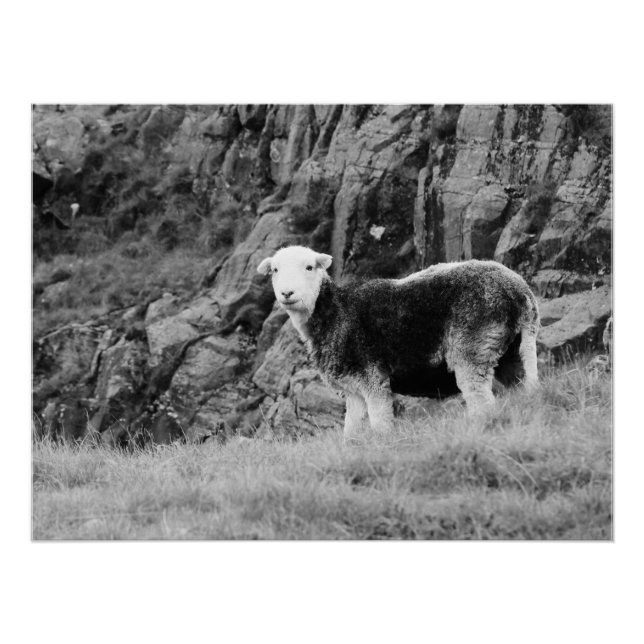 Póster Herdwick Sheep Poster (Frente)