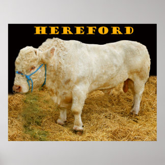 Poster hereford
