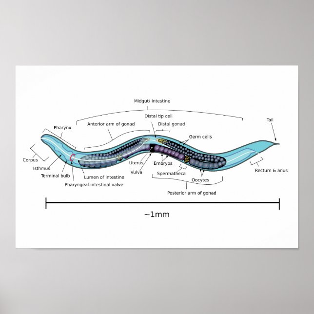 Poster Hermafrodita Nematoide Caenorhabditis elegans (Frente)