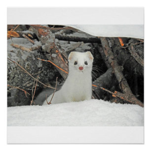 Póster Hermine Branco