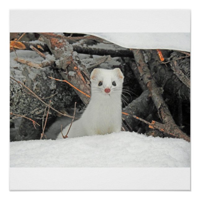 Póster Hermine Branco (Frente)