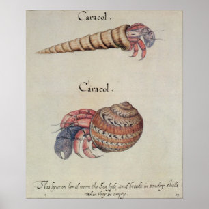 Póster Hermit Crab