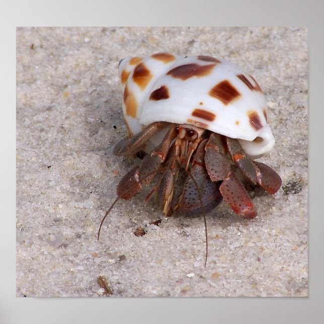 Póster Hermit Crab (Frente)