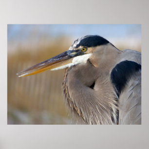 Poster Heron