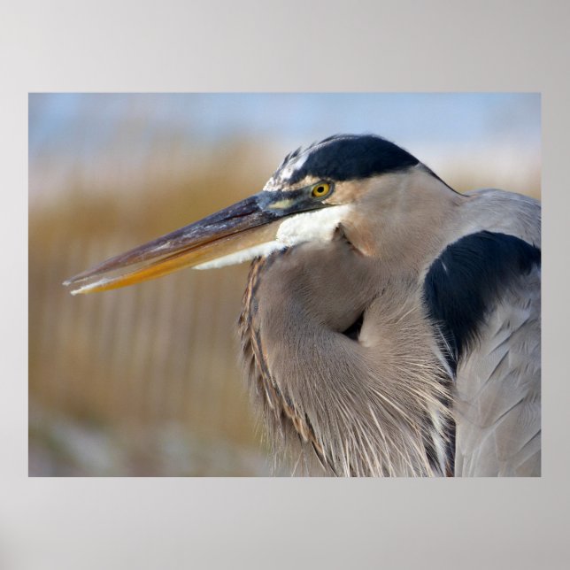 Poster Heron (Frente)