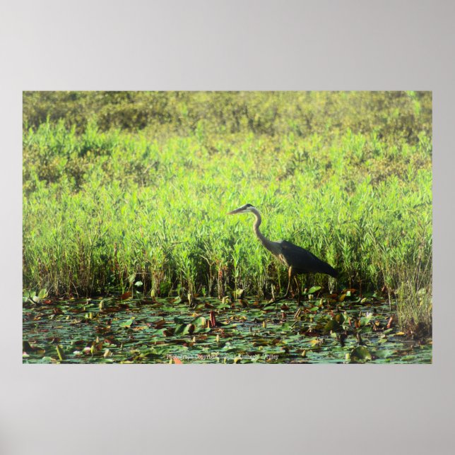Poster Heron 6449 (Frente)