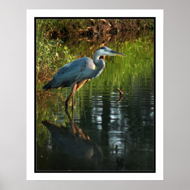 Poster Heron Azul (Frente)