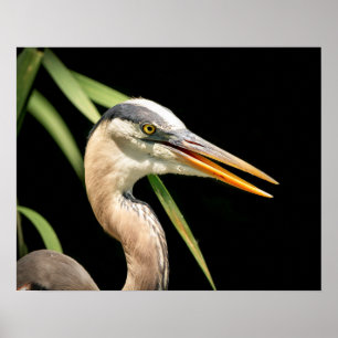 Póster Heron Azul do Excelente 20x16