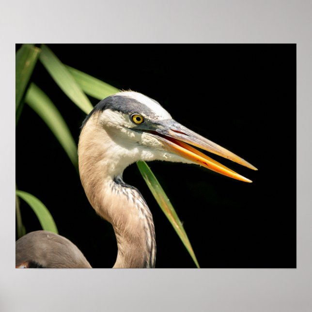 Póster Heron Azul do Excelente 20x16 (Frente)