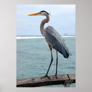 poster Heron Azul excelente