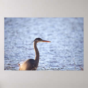 Poster Heron Azul excelente