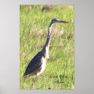 Poster Heron Azul excelente
