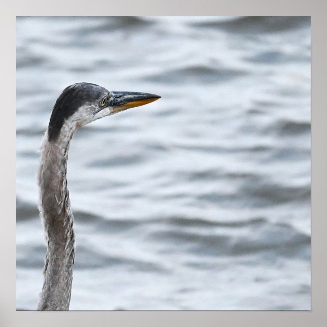 Poster Heron Azul excelente (Frente)