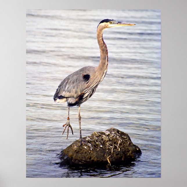 Poster Heron Azul excelente (Frente)