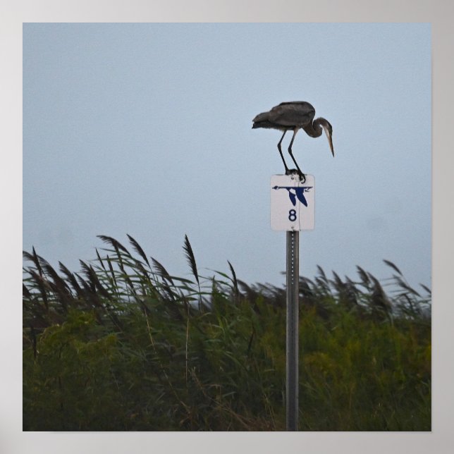 Poster Heron Azul excelente (Frente)