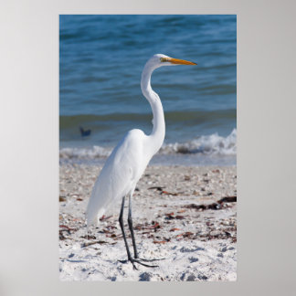 Poster Heron da praia