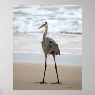 Poster Heron em pé na praia Vertical Color 16x20