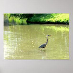 PÓSTER HERON EM POND/SHADES DE VERDE/AMARELO/FOTOG.
