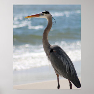 Poster Heron no perfil de praia Cor 16x20