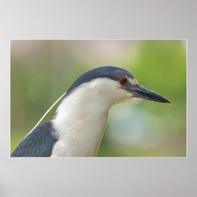 Poster Heron Noturno de coroação negra (Frente)