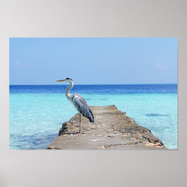Poster Heron Sea Bird (Frente)
