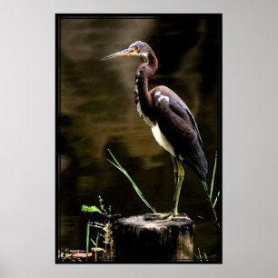 Poster Heron tricolor - 40x60 - outros tamanhos