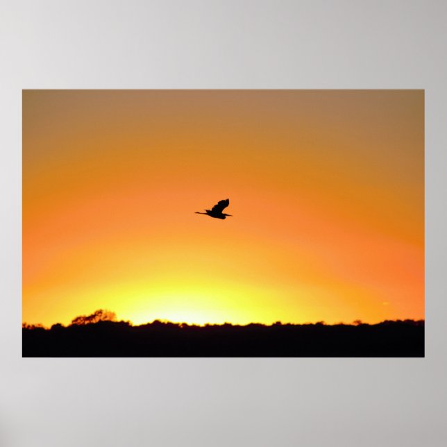 Poster Heron Voando no Sunset Photo (Frente)