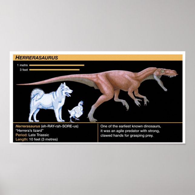 Poster Herrerasaurus - Biologia Dinosaur Jurássico (Frente)