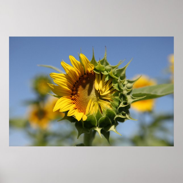 Póster Hesitant (Frente)