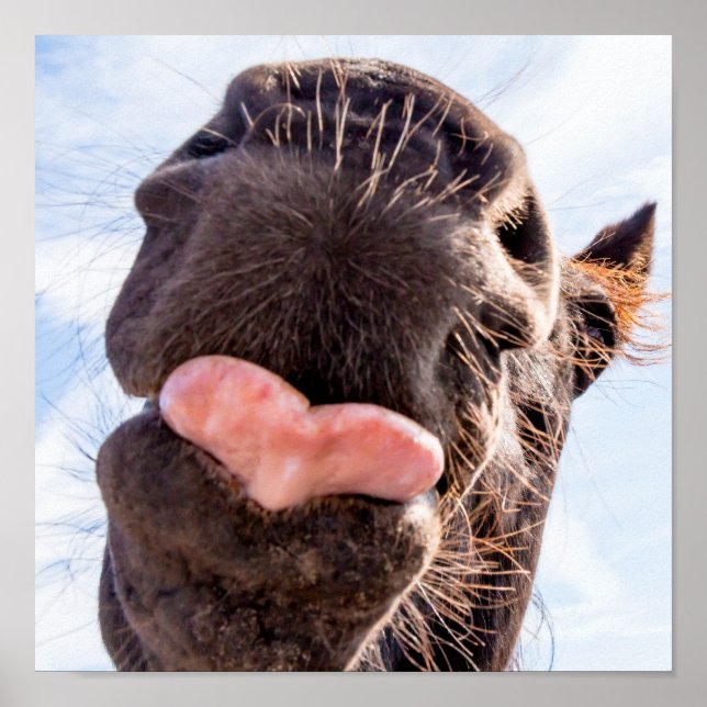 Poster Hetero do Animal Engraçado de Boca do Cavalo (Frente)