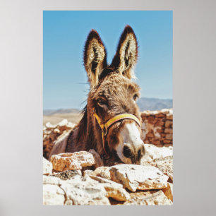 POSTER HI DONKEY