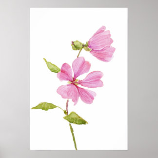 Poster hibisco rosa moscheutos, malva rosa do pântano