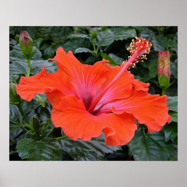 Póster hibisco vermelho (Frente)