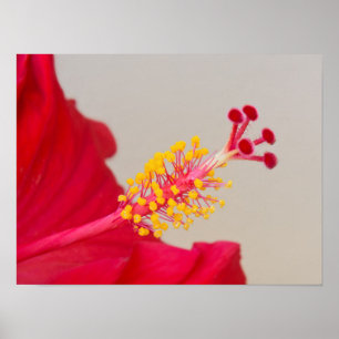 Poster Hibisco Vermelho Closeup do Pistilo e Estame