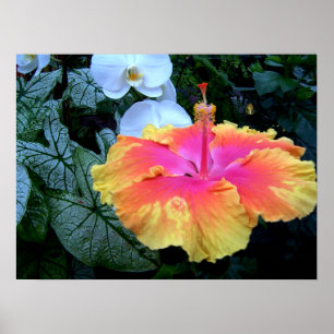 Póster hibiscus