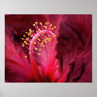 Póster Hibiscus