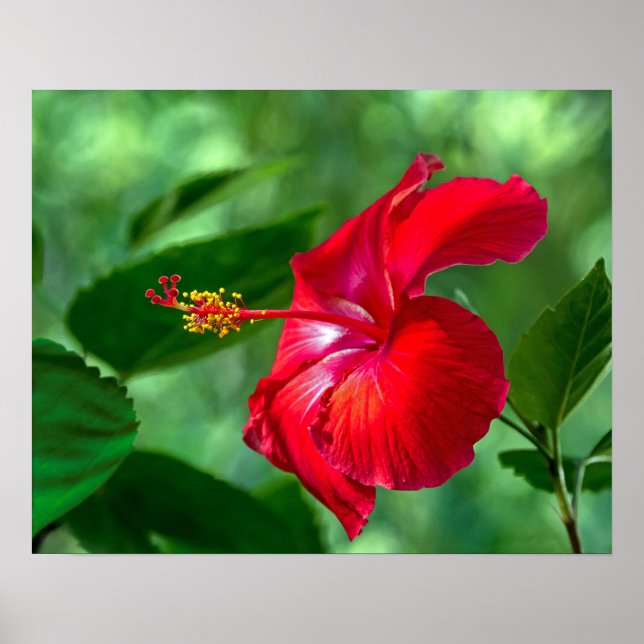Póster Hibiscus Blossom (Frente)