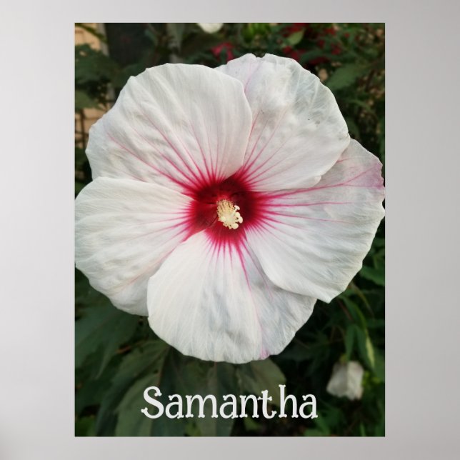 Poster Hibiscus branco personalizável com centro rosa que (Frente)