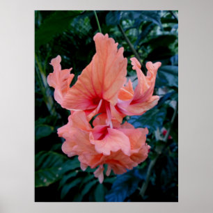 Póster Hibiscus do híbrido do pêssego
