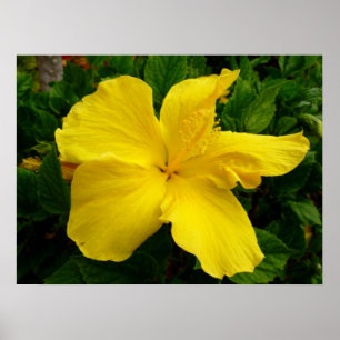 Póster Hibiscus havaiano